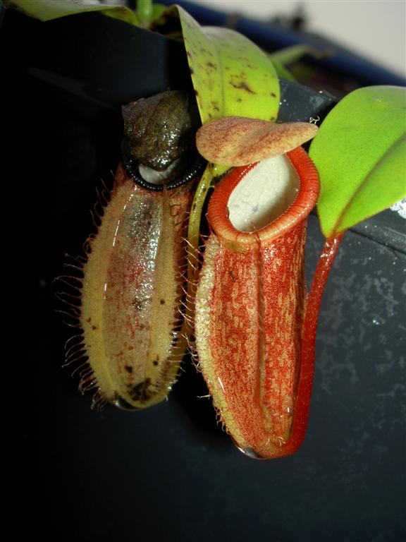 Nepenthes tentaculata x talangensis 3